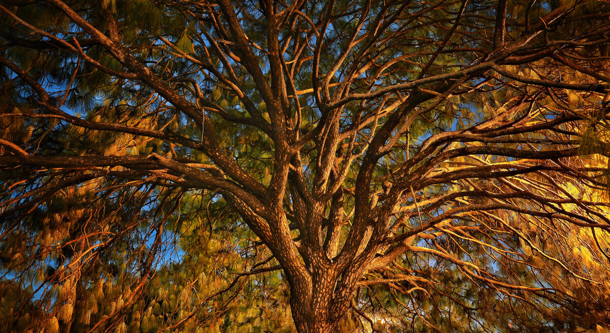 Mesquite Trees in the Wild