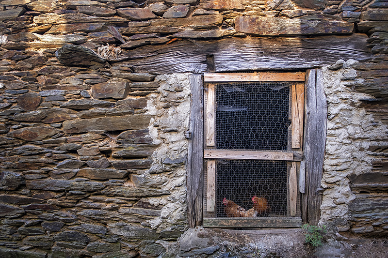 Spanish Colonization - domesticated chicken