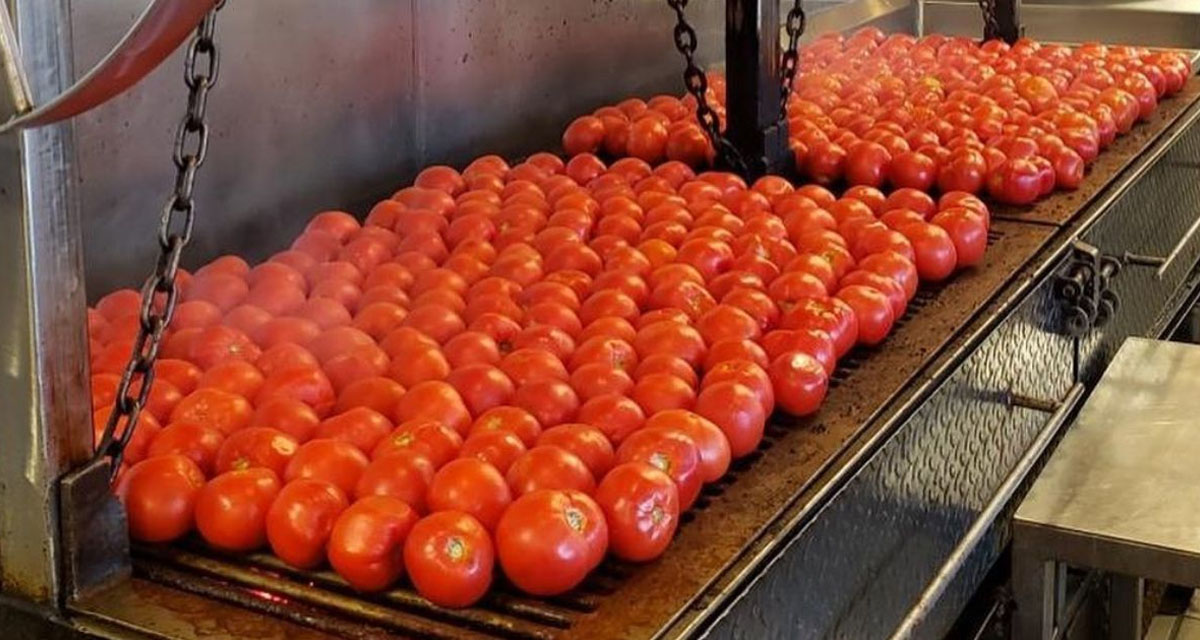 Tomatoes Roasting on the Grill at Backyard Taco